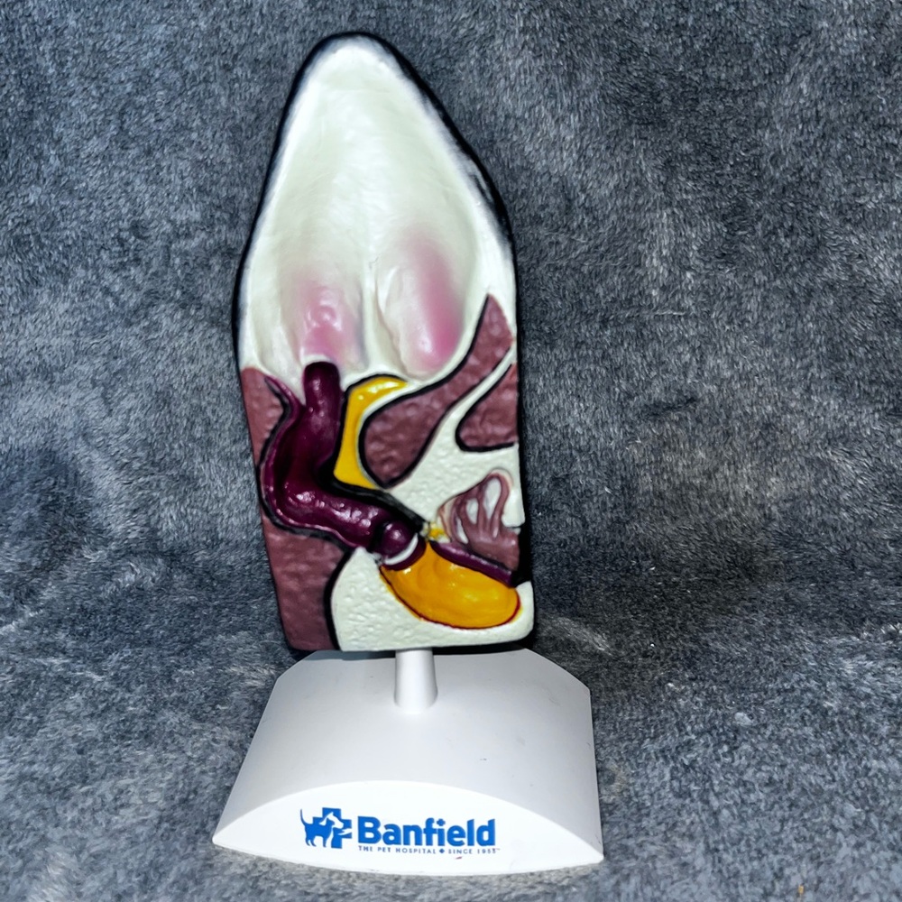 Dog Ear Anatomy Model Canine Ear Veterinary Teaching Pet Clinic Display Banfield - Picture 3 of 8